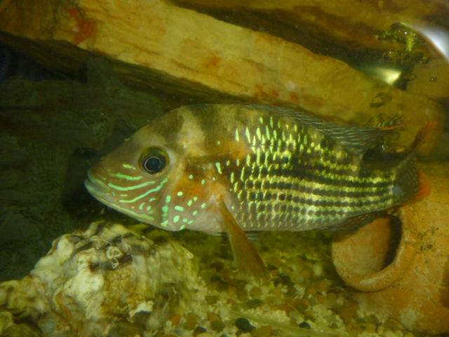 20117161110_Aequidens rivulatus.JPG